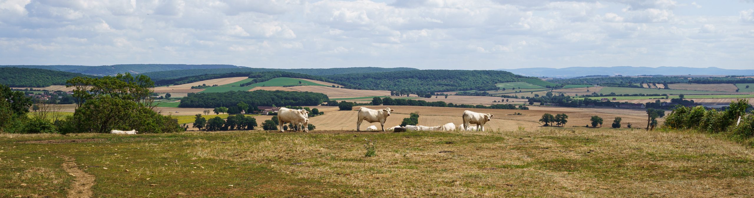 Vaches dans un pré, paysage du bocage nivernais.